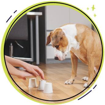 Juegos de olfato para perros - Vive - Resort para Mascotas