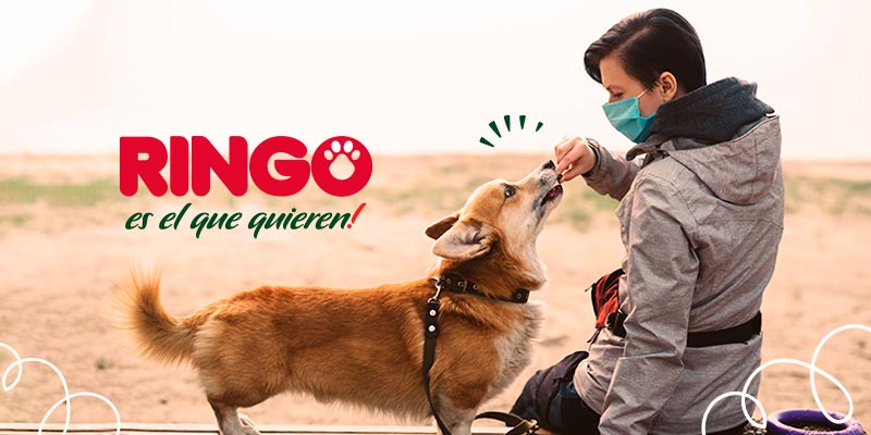 ¿Los perros pueden detectar el Coronavirus? Te contamos cómo son capaces de detectar el Covid-19 por medio del olfato.