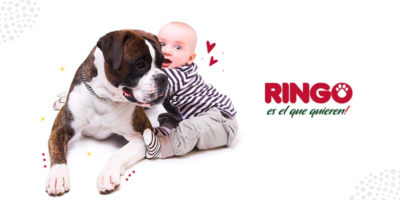 Conoce algunas razas de perros "potencialmente peligrosas" pero que en realidad son amorosos y adorables.