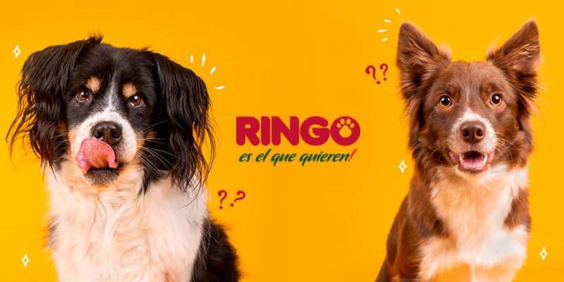 ¿Qué tipo de perro eres?