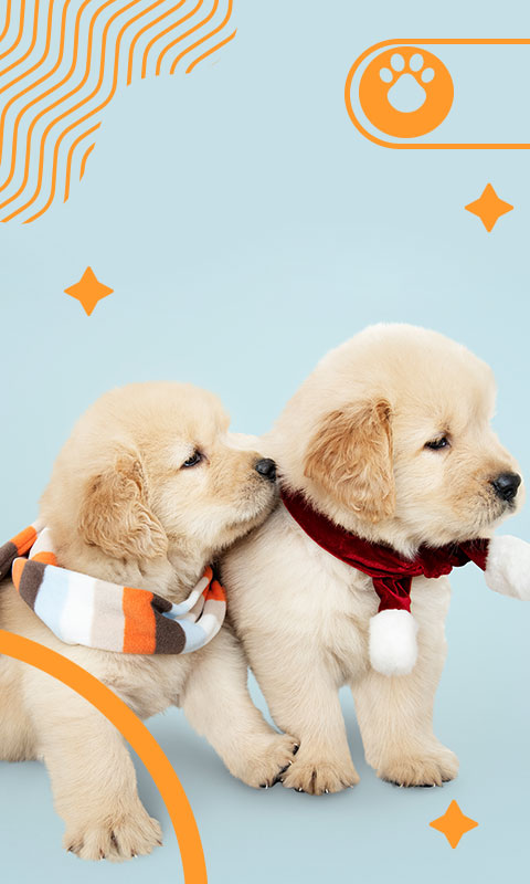 Etapas de crecimiento en cachorros