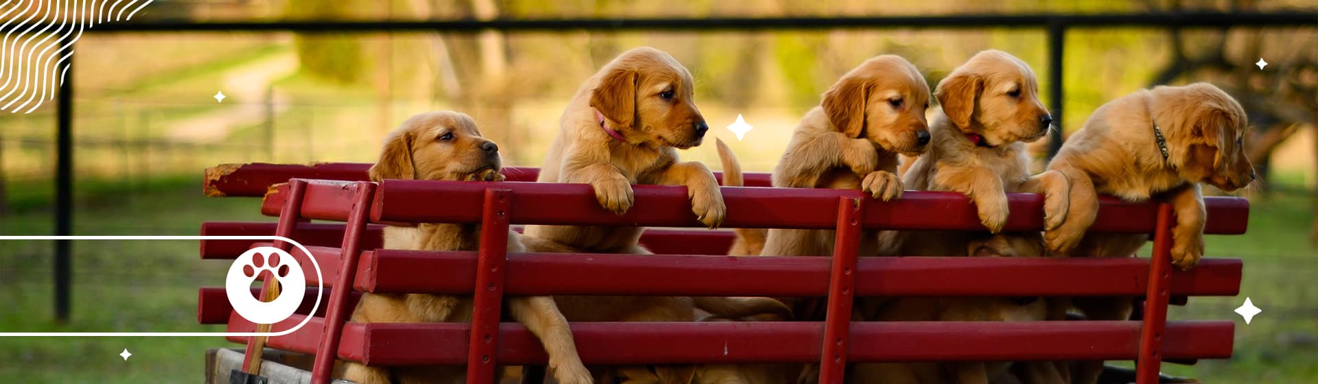 Estilo de vida cachorros