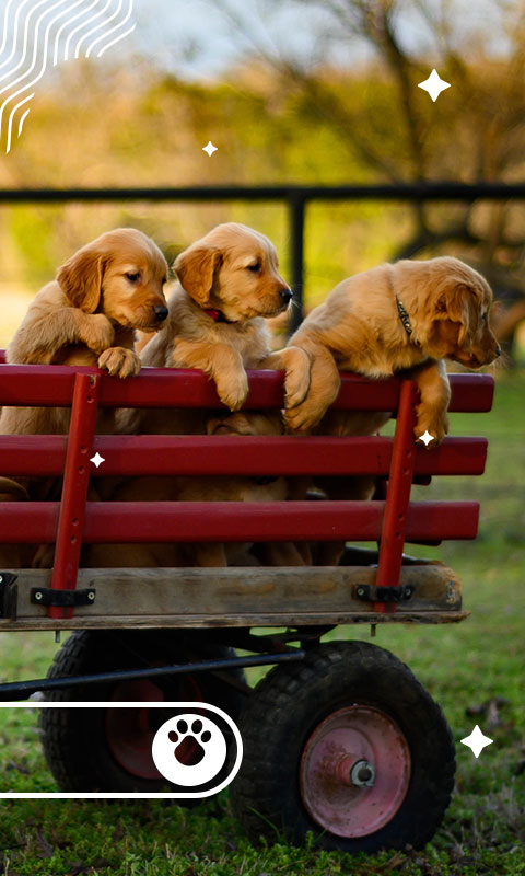 Estilo de vida cachorros