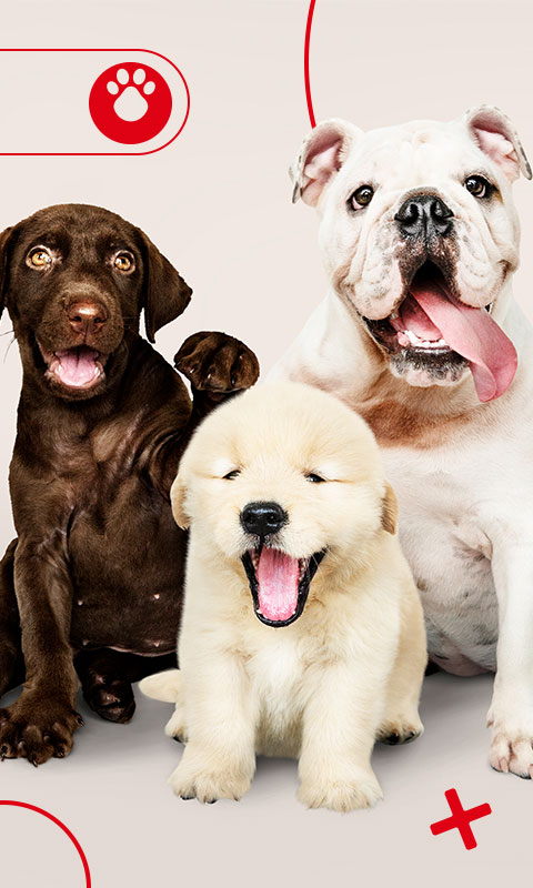 Llega de un cachorro