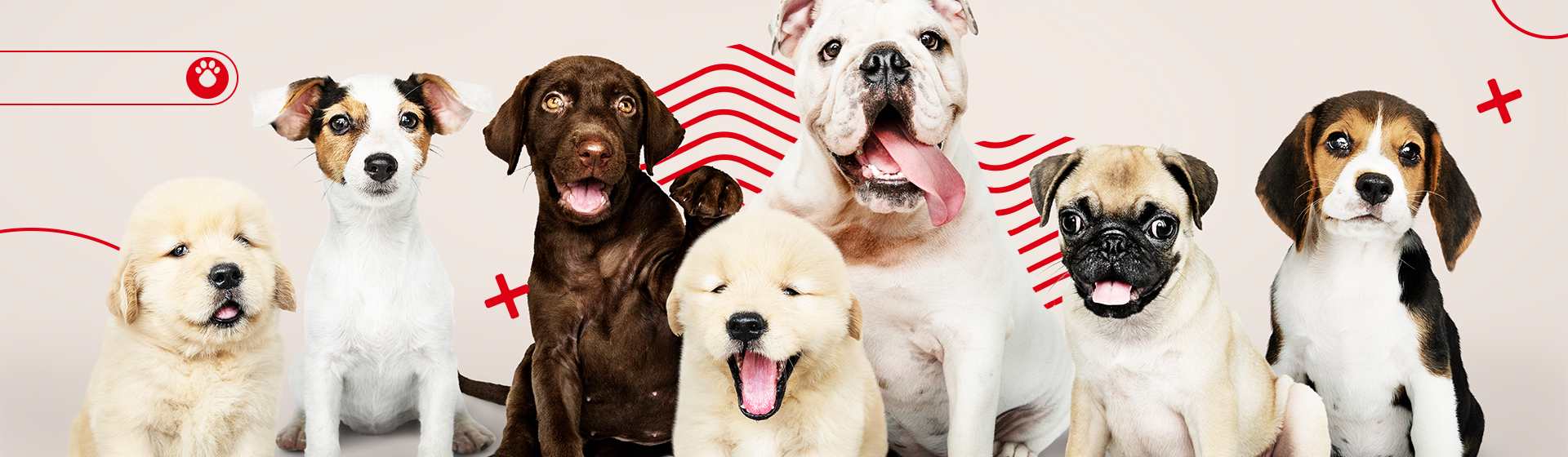 Llega de un cachorro