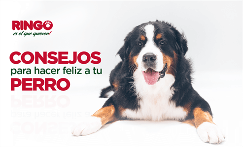 Consejos para mascotas