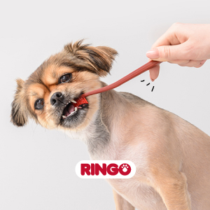 Higiene dental en perros