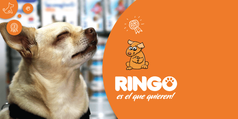 por que llevar tu perro al trabajo