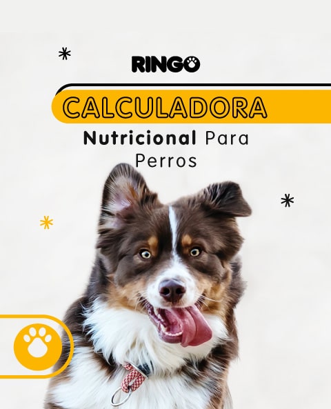 Ringo calculadora de alimento para perros