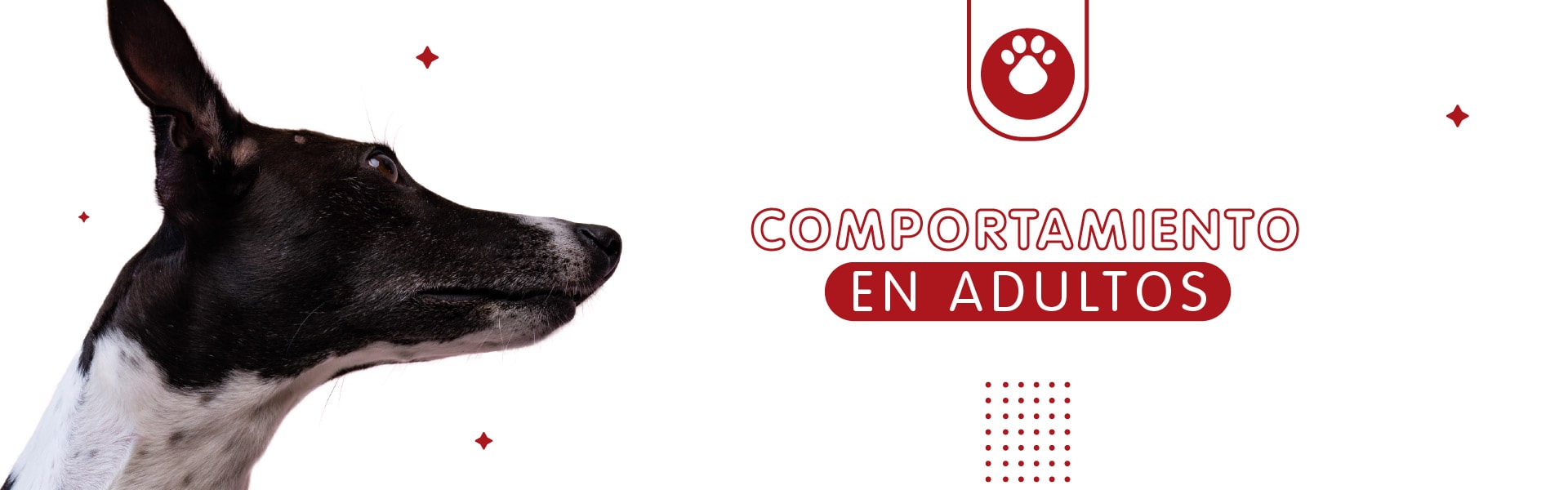 banner interna comportamiento mundo adultos