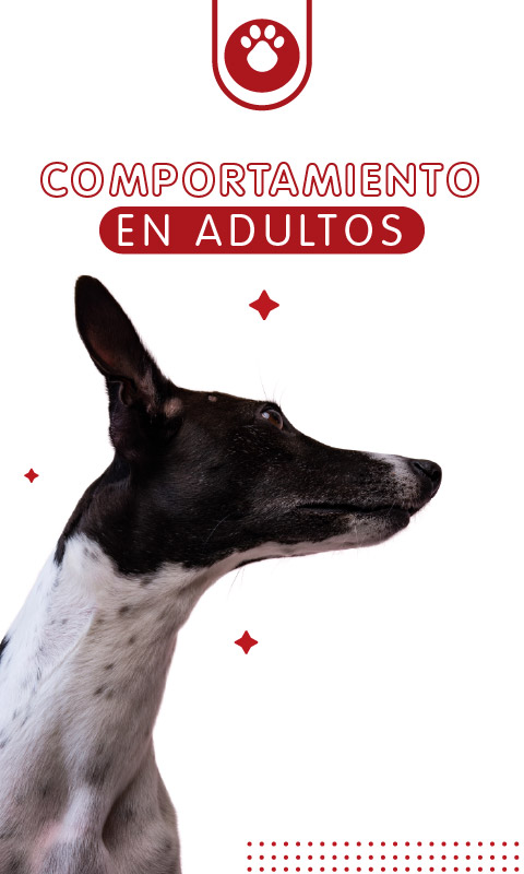 banner interna comportamiento mundo adultos