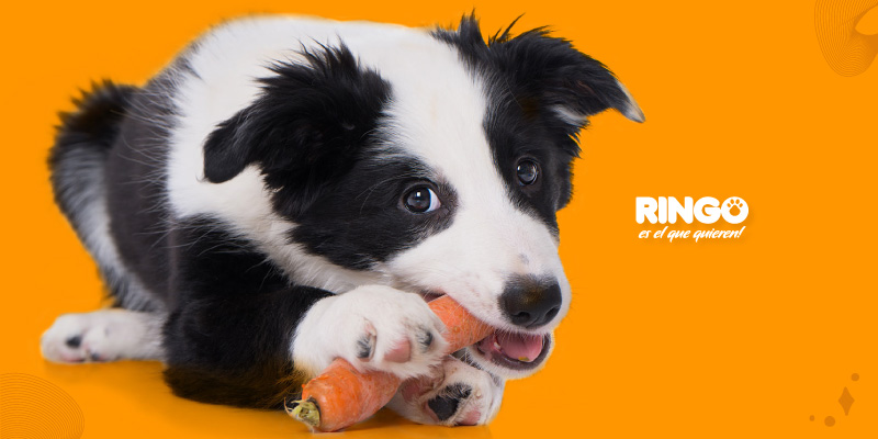 Mitos nutricionales perros