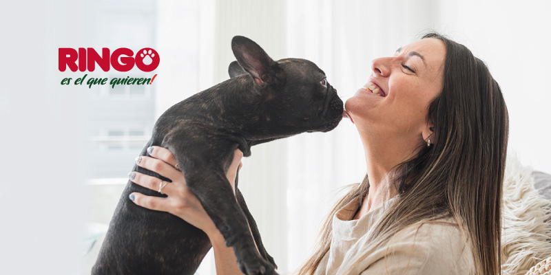 ¿Qué necesitas para adoptar a un perro?