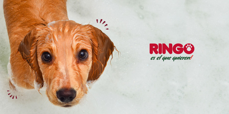 Tips de baño para perro