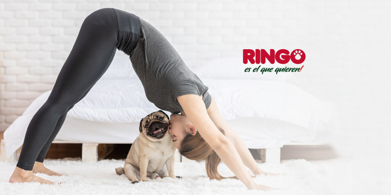 Ejercicios casa con perro
