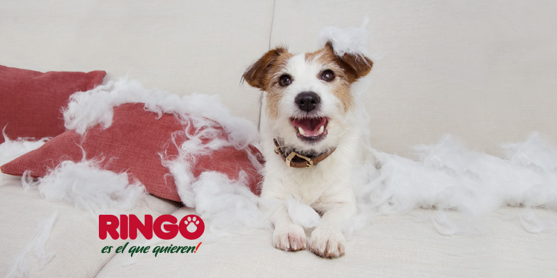 Enseñar al perro esperar