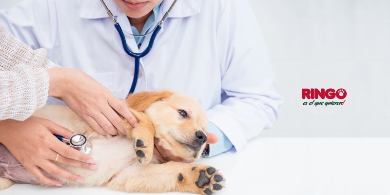 Esterilización en perros