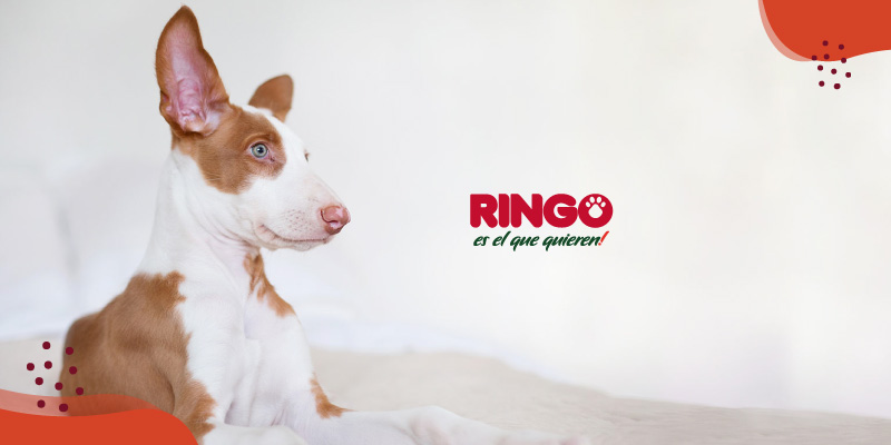 Como limpiar las orejas de tu perro