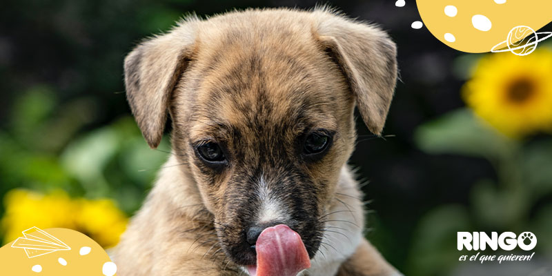 Parvovirus y Moquillo