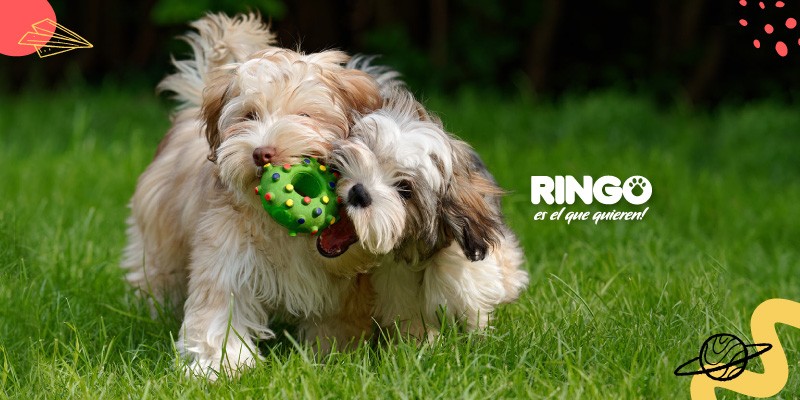 ¿Cómo saber si tu perro está mudando sus dientes? Conoce el proceso y los síntomas de caídas de los dientes en tu cachorro.