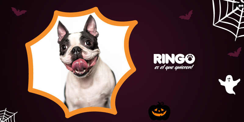 ¿Quieres celebrar Halloween con tu perro y sorprenderlo? Te enseñamos a hacer galletas y croquetas con nuestro concentrado.