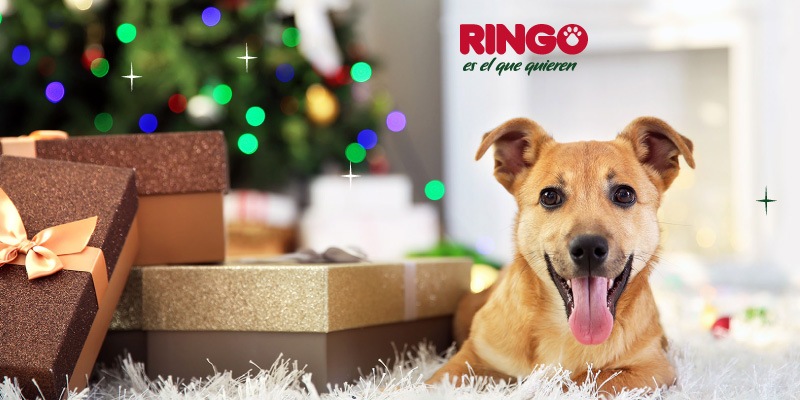 Regalos navidad para tu perro