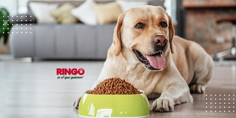 ¿Cómo realizar la transición de alimento de tu perro? Encuentra una guía para cambiar el concentrado por 7 días.