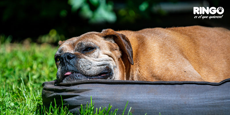 Cuidar perro anciano