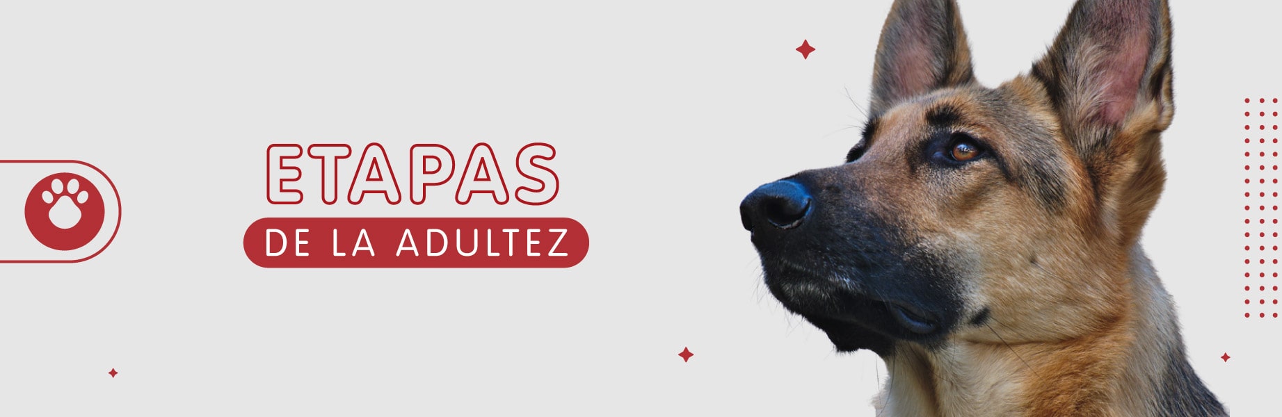 banner interna etapas adultez