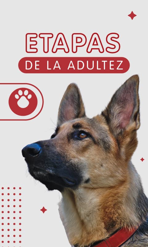 banner interna etapas adultez
