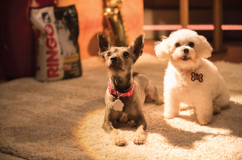 Perros de Daiky y Dani Duke en videoclip