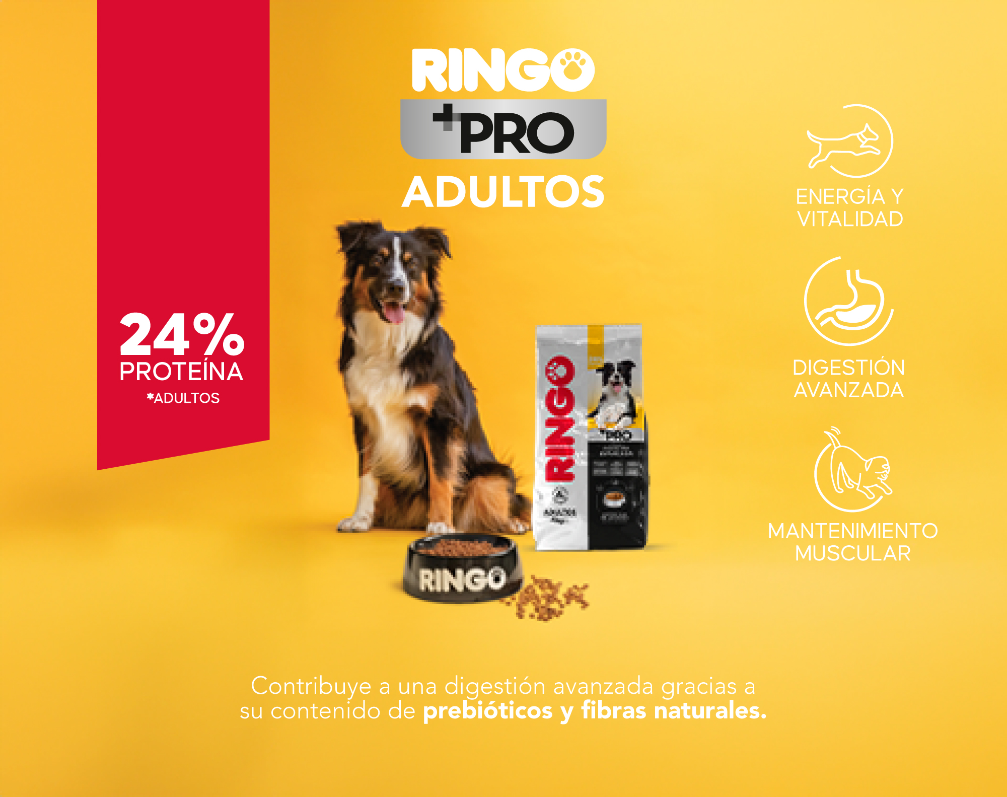 Ringo + Pro adultos