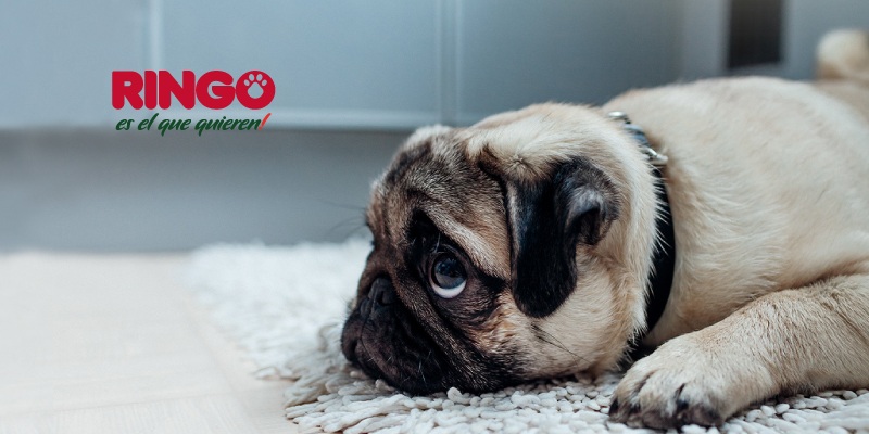 sensibilidad digestiva en los perros