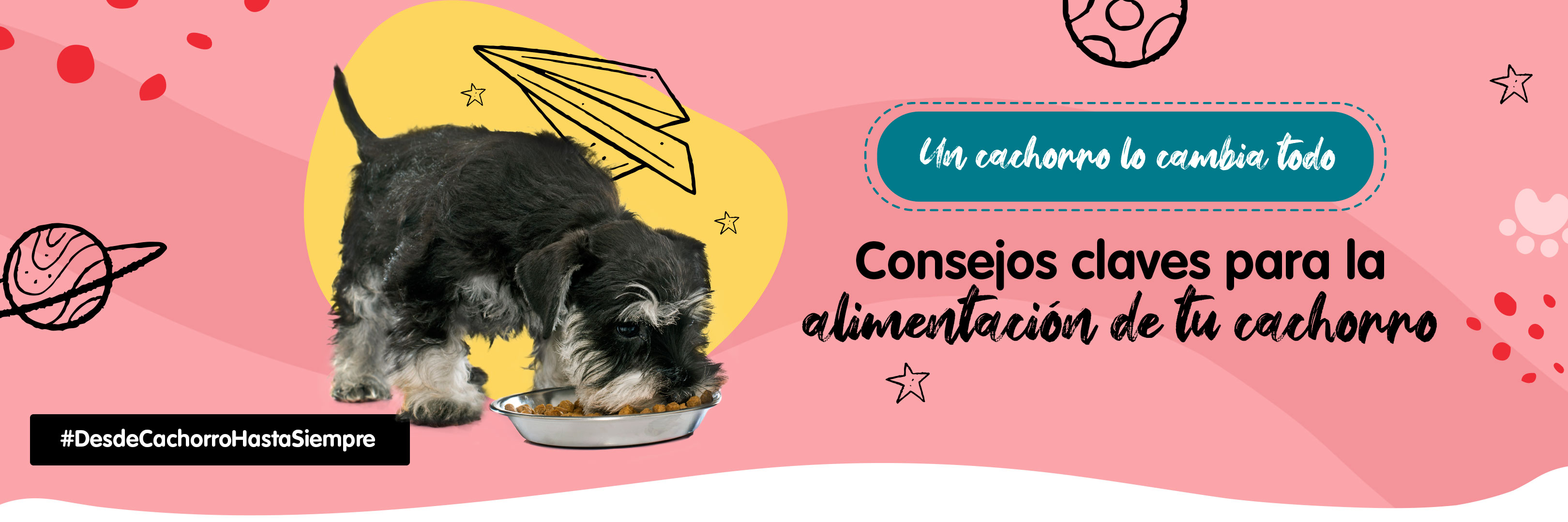 Banner consejos alimentación cachorro