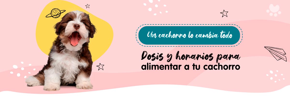 Banner contenido cachorros