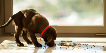 Dosis de alimentación para tu cachorro