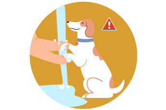 Limpia las patas a tu perro luego de los paseos 