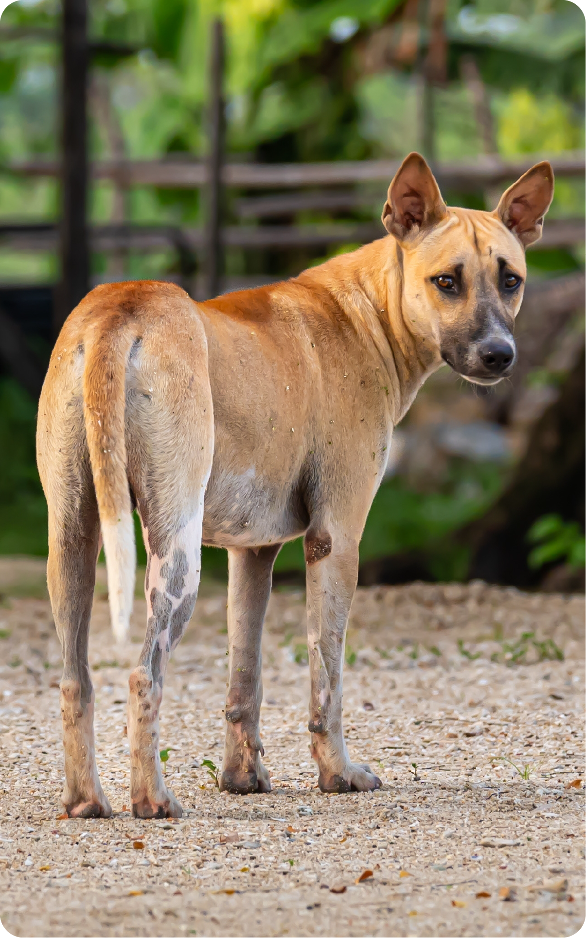Abandono animal en Colombia