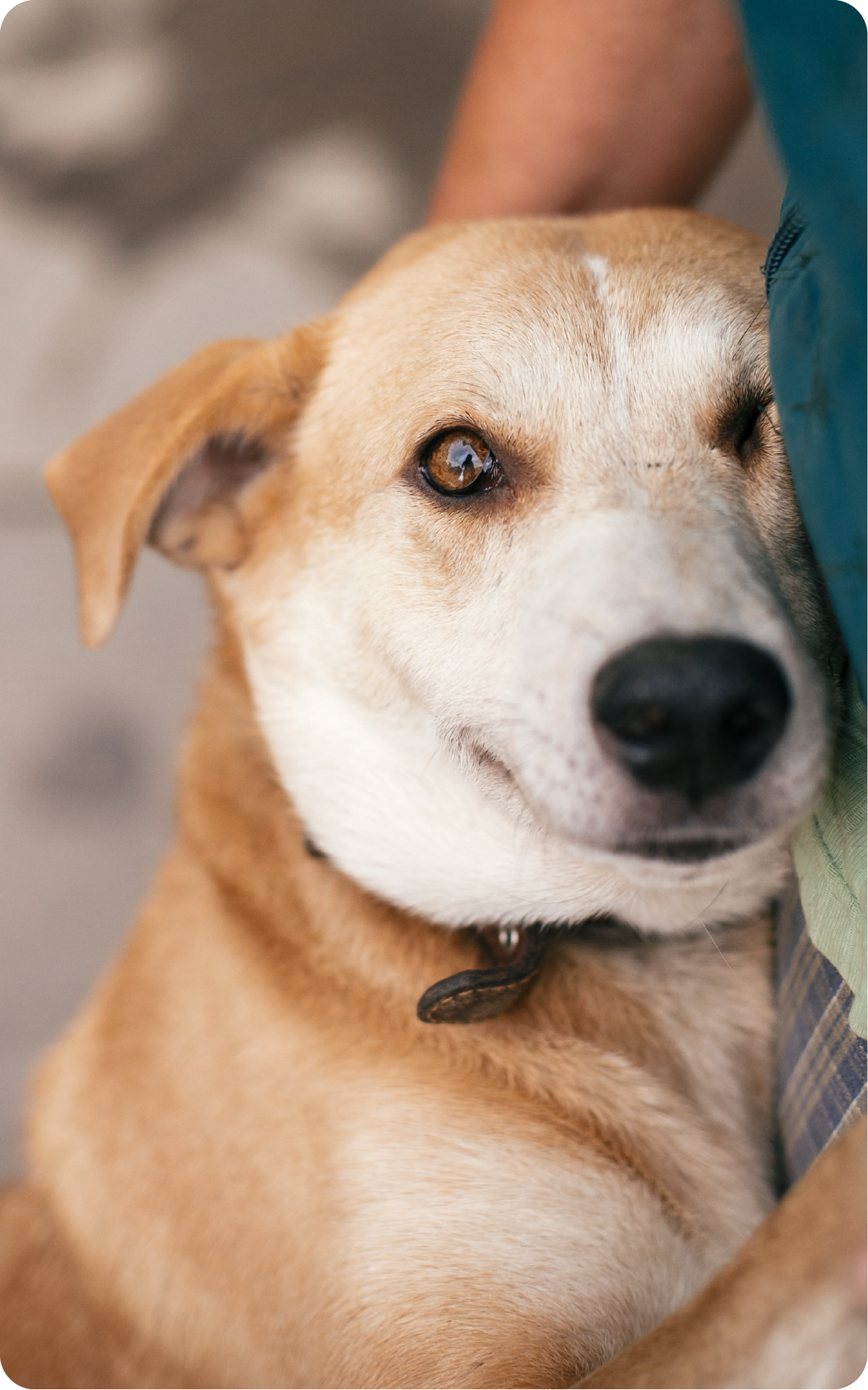ADOPCIÓN RESPONSABLE PARA SIEMPRE
