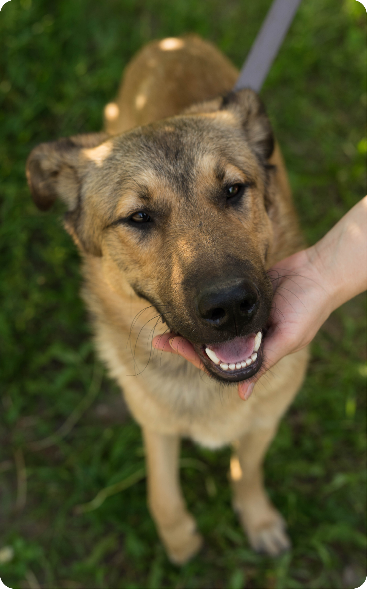 Mitos sobre los perros rescatados 
