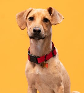 Esterilización