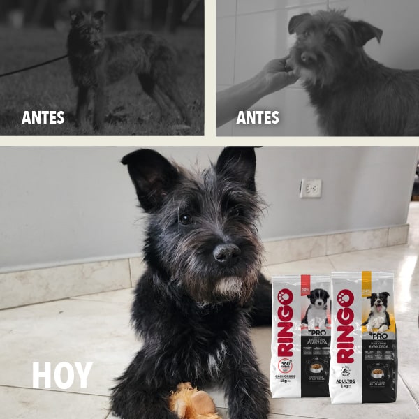 Helena - Efecto Ringo