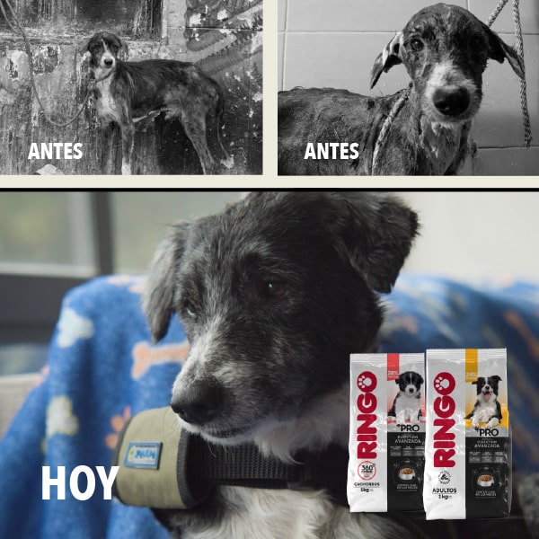 Tostón - Efecto Ringo