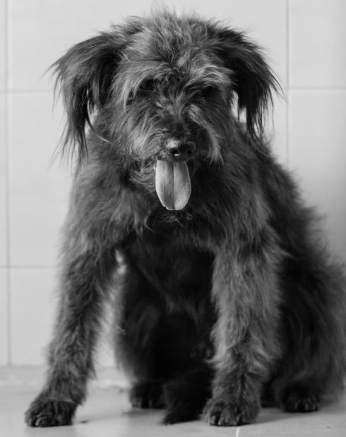VINCENT foto 1