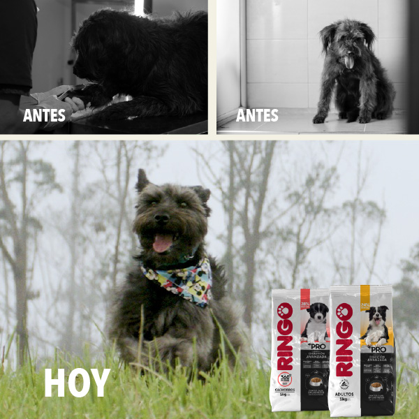 Vincent - Efecto Ringo