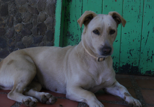 BLANQUITA