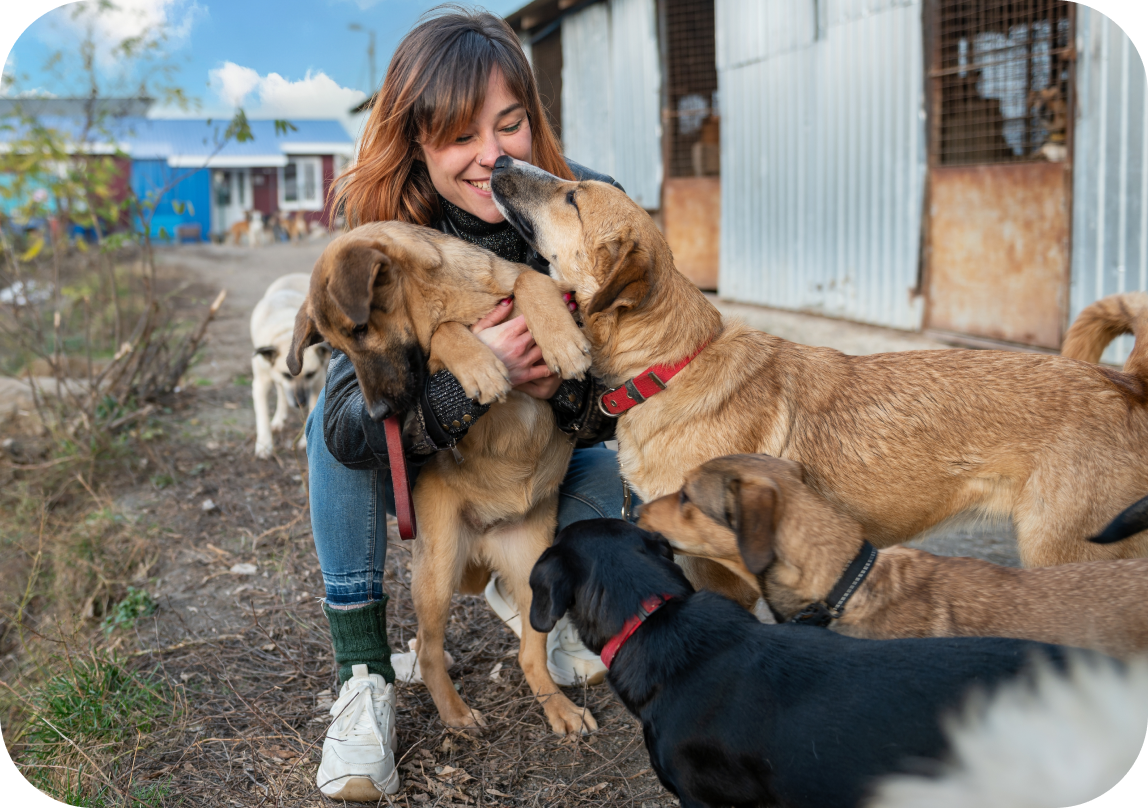 Voluntaria compartiendo con varios perros de Misión Patitas