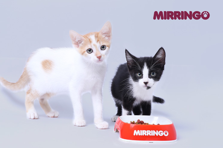 Antes de especular que tu gato está bajo de peso, puedes palpar sus costillas, lo ideal es que estén cubiertas por una capa de grasa y se sientan.