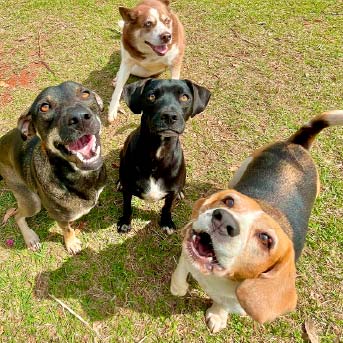 4-perros-criollos.jpg