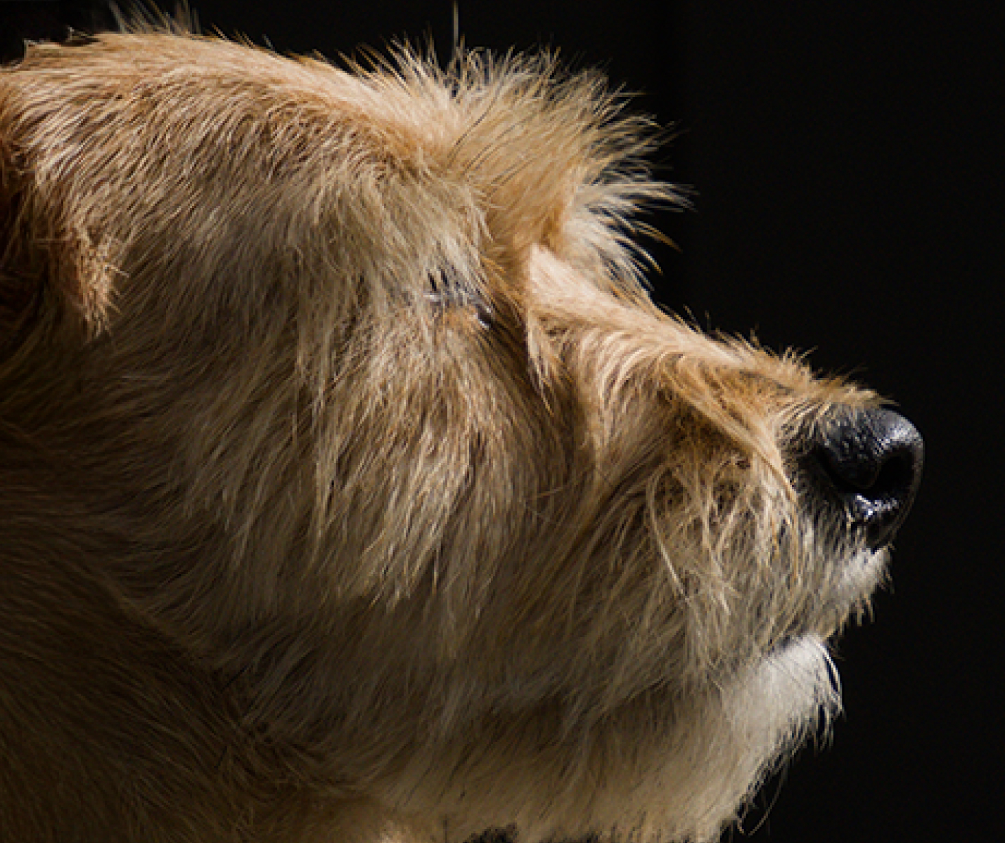 ¿Tu perro se aburre? Juegos mentales para estimular su mente